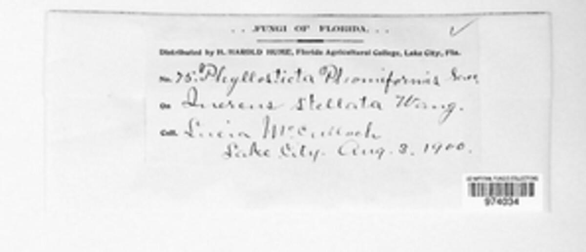 Fusicoccum phomiformis image